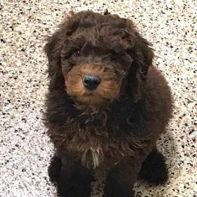 Soft Coated Wheaten Terrier/ Poodle