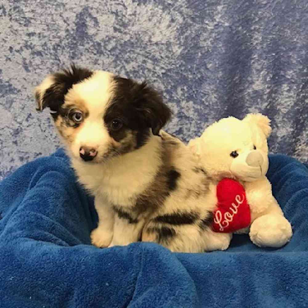 carousel pet images