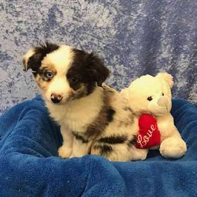Miniature Australian Shepherd