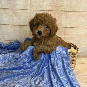 Poodle