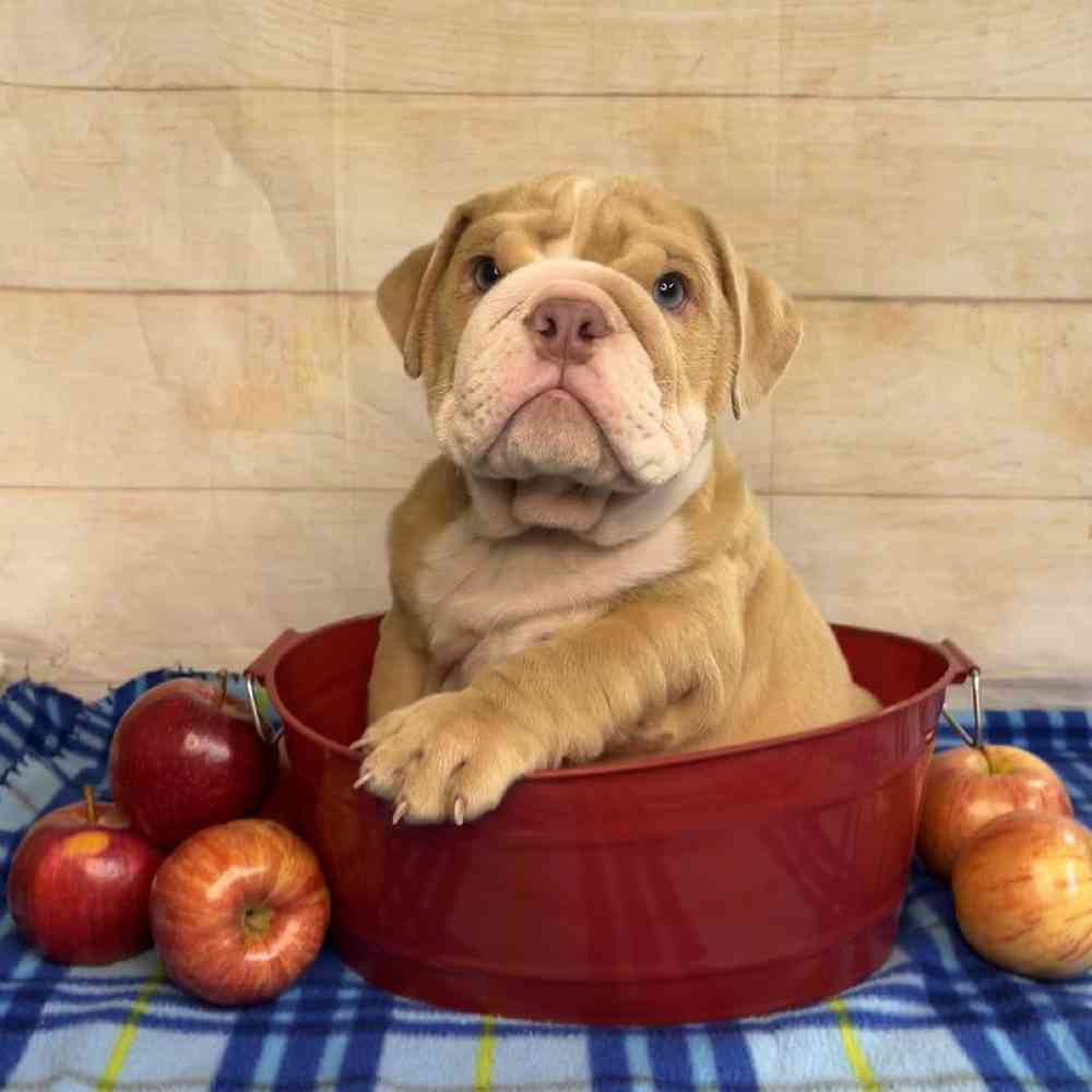 Image of a pet breed in the gallery