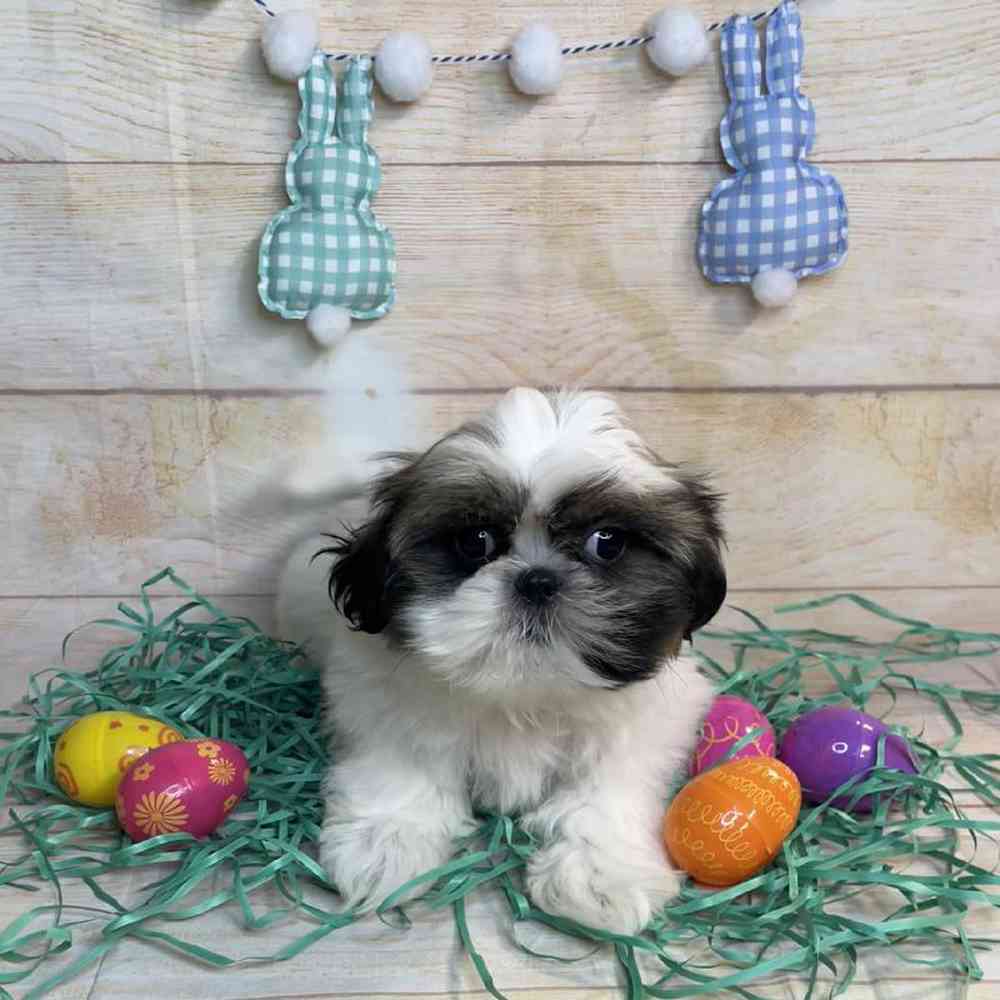 Image of a pet breed in the gallery