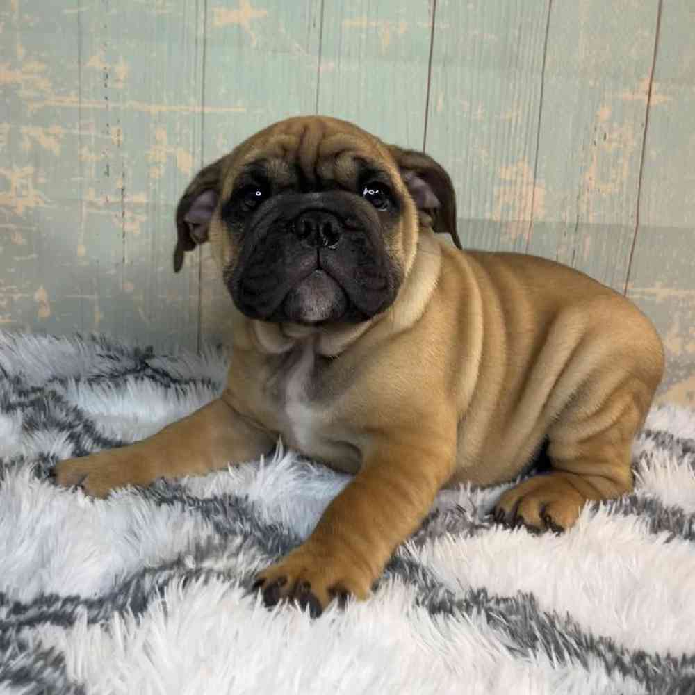 Image of a pet breed in the gallery