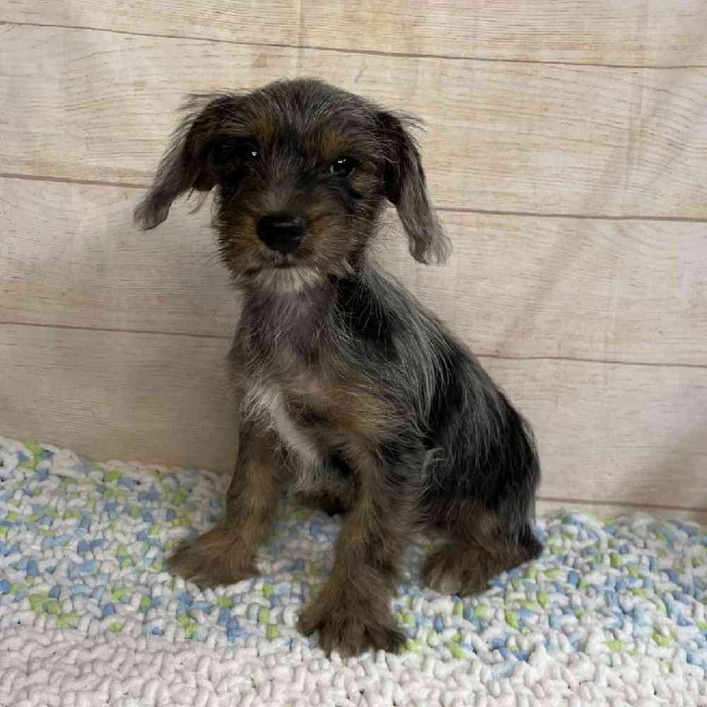 Image of a pet breed in the gallery