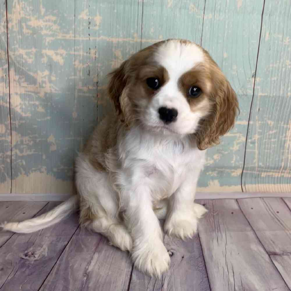 Image of a pet breed in the gallery