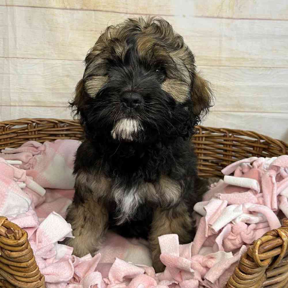 carousel pet images