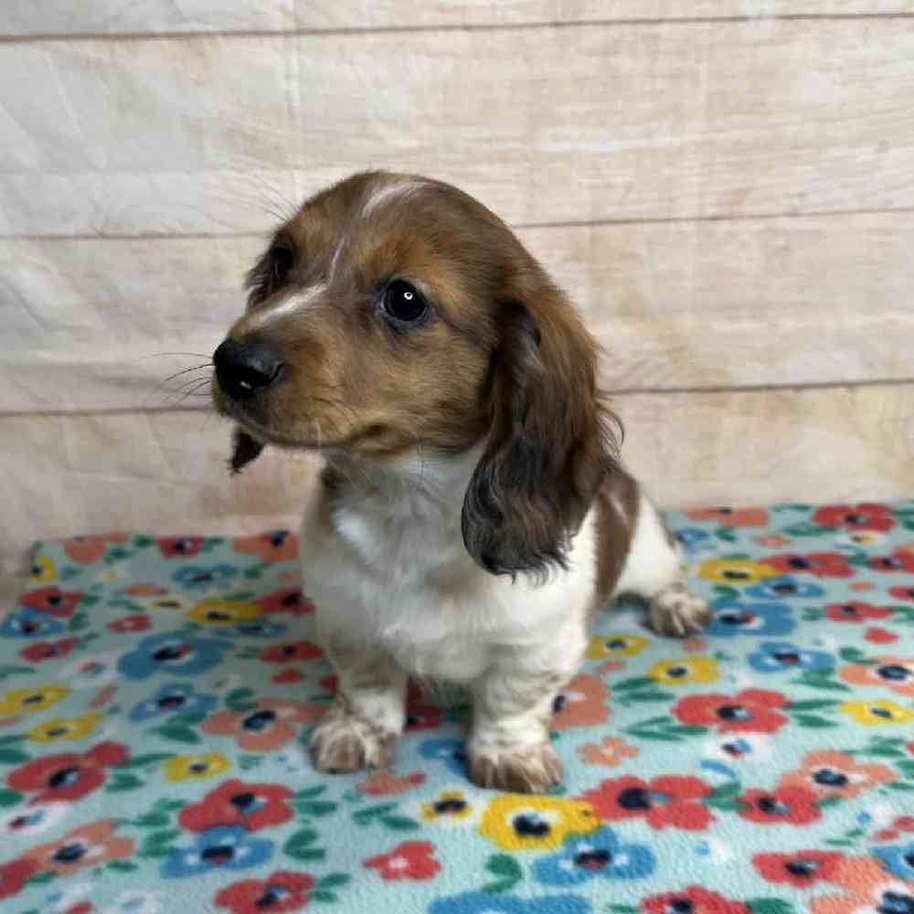 Image of a pet breed in the gallery