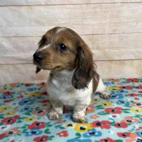 Dachshund