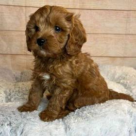 Cavalier King Charles/Poodle