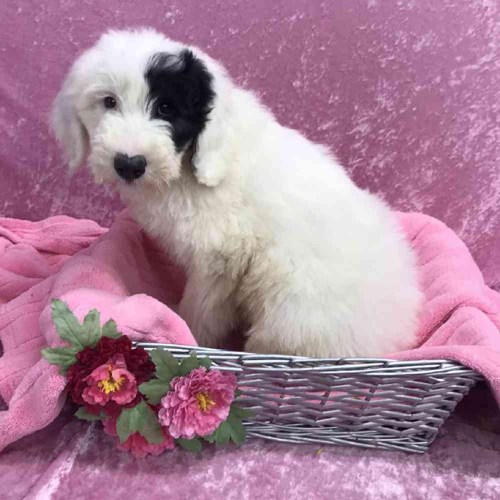 carousel pet images