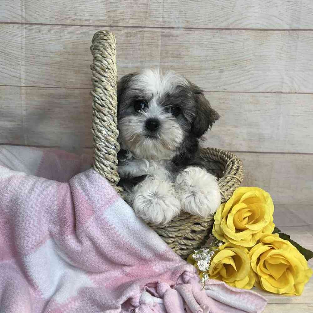 Image of a pet breed in the gallery