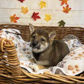 Shiba Inu
