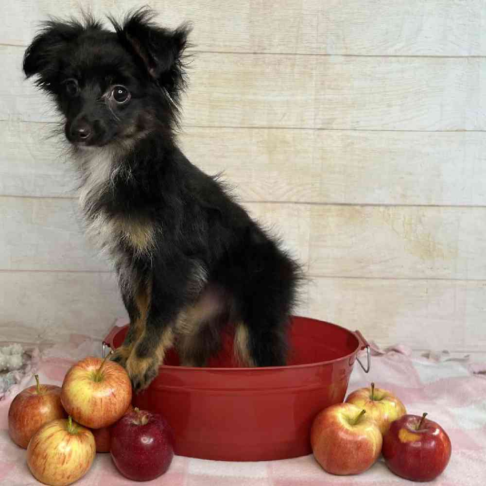 carousel pet images