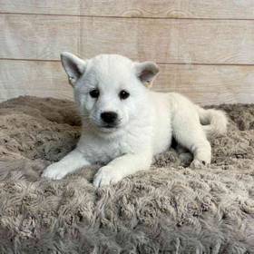 Shiba Inu
