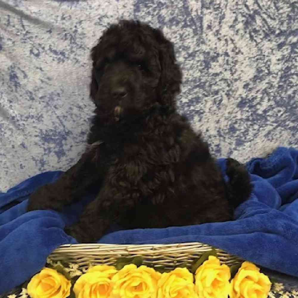 carousel pet images