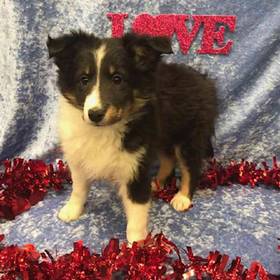 Shetland Sheepdog
