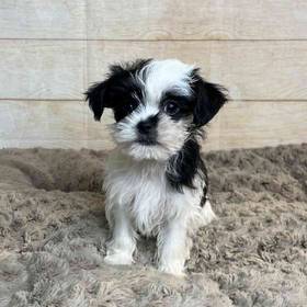 Shih Tzu/Yorkshire Terrier