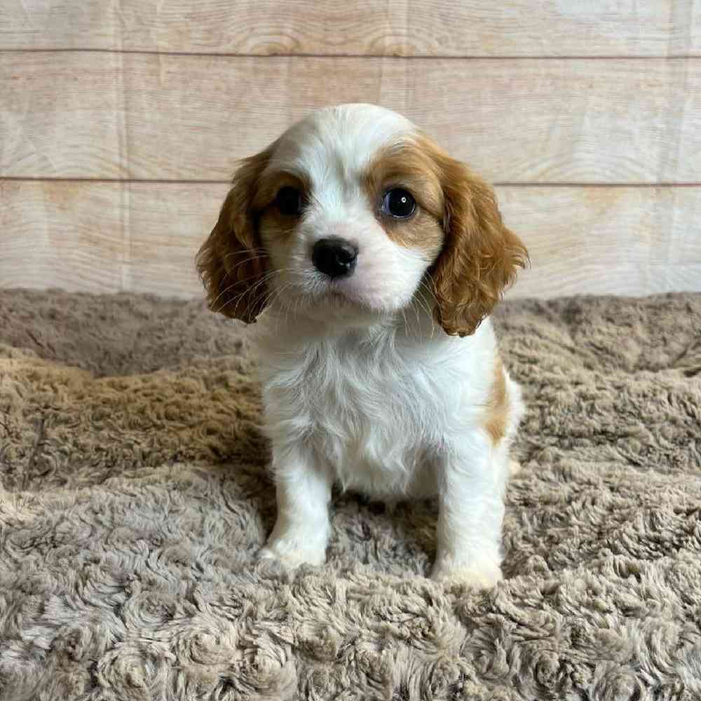 Female Cavalier King Charles Spaniel Puppy for Sale in OMAHA, NE