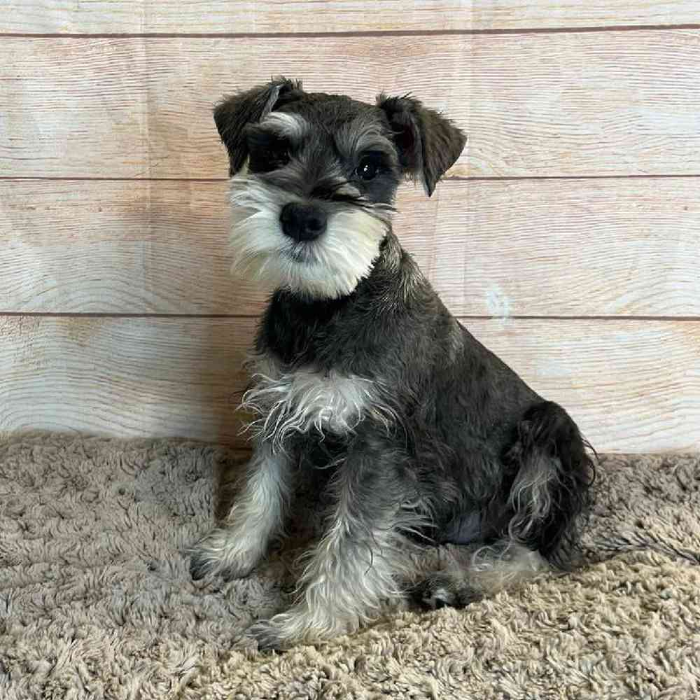 Male Miniature Schnauzer Puppy for Sale in OMAHA, NE
