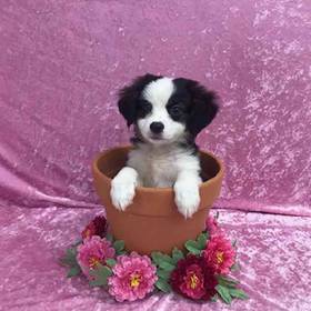 Miniature Australian Shepherd
