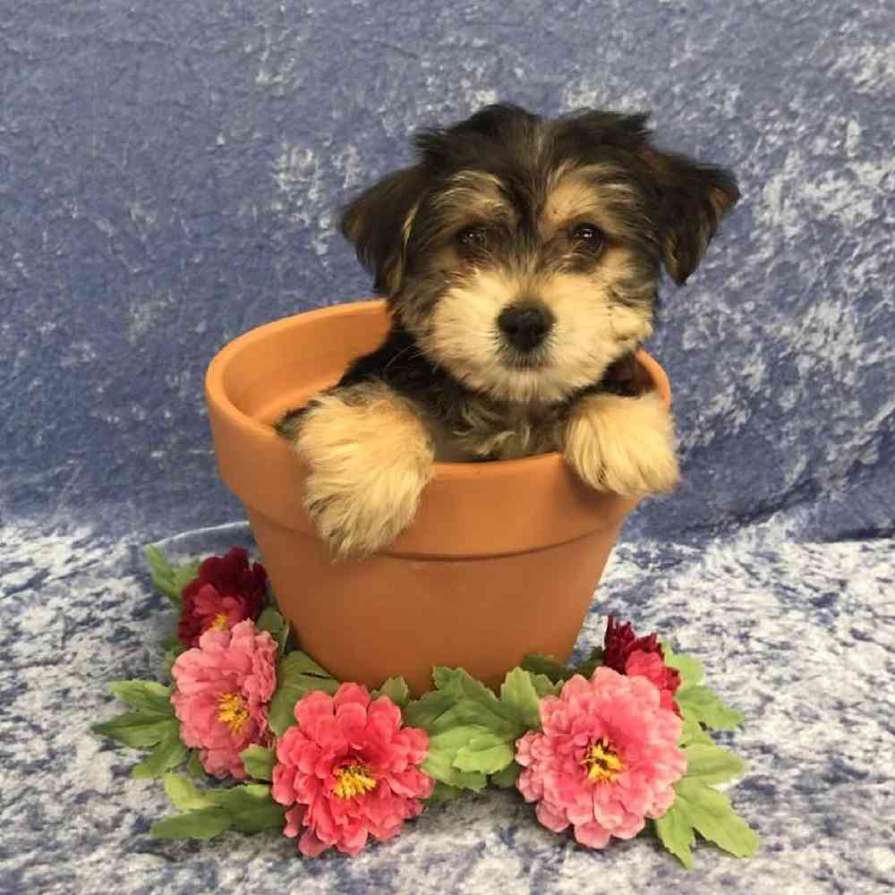 Silky Terrier Bichon Frise Puppy For Sale Tullys Kennels silky-terrier-bichon-frise-puppy-for-sale-tullys-kennels