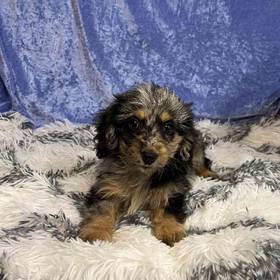 Dachshund/Poodle