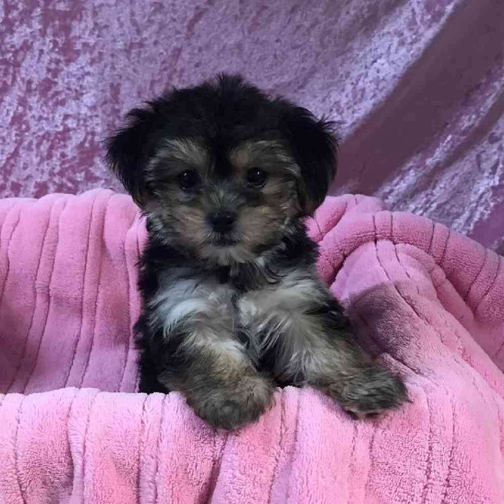 Havanese Puppy for sale Tullys Kennels