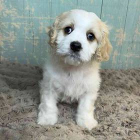 Cavalier King Charles Spaniel/ Bichon Frise