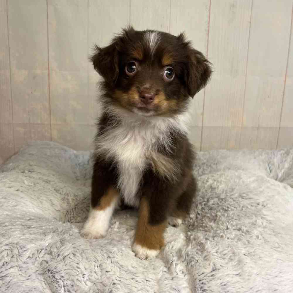 carousel pet images