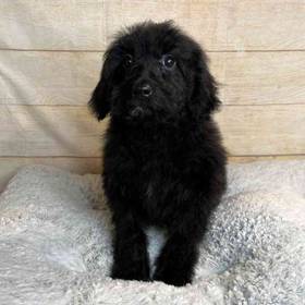 Cocker Spaniel/Poodle/Golden Retriever