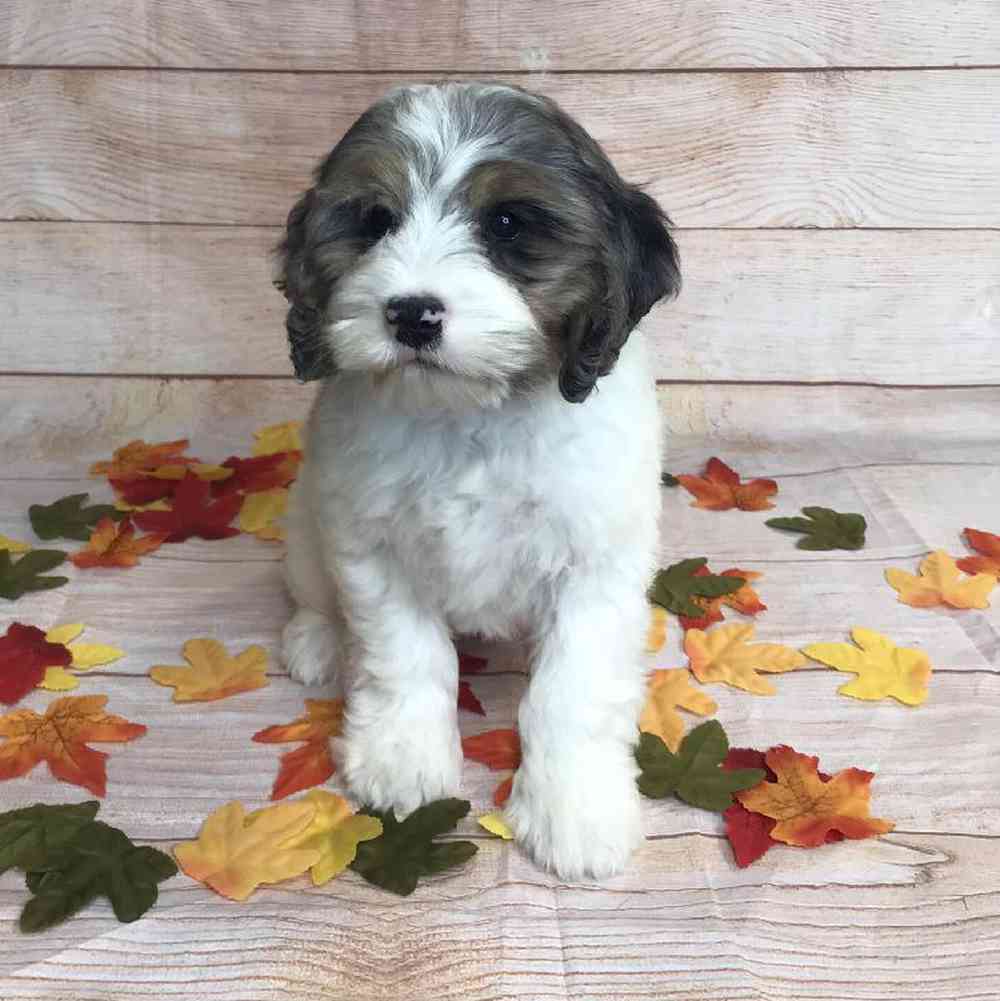 carousel pet images