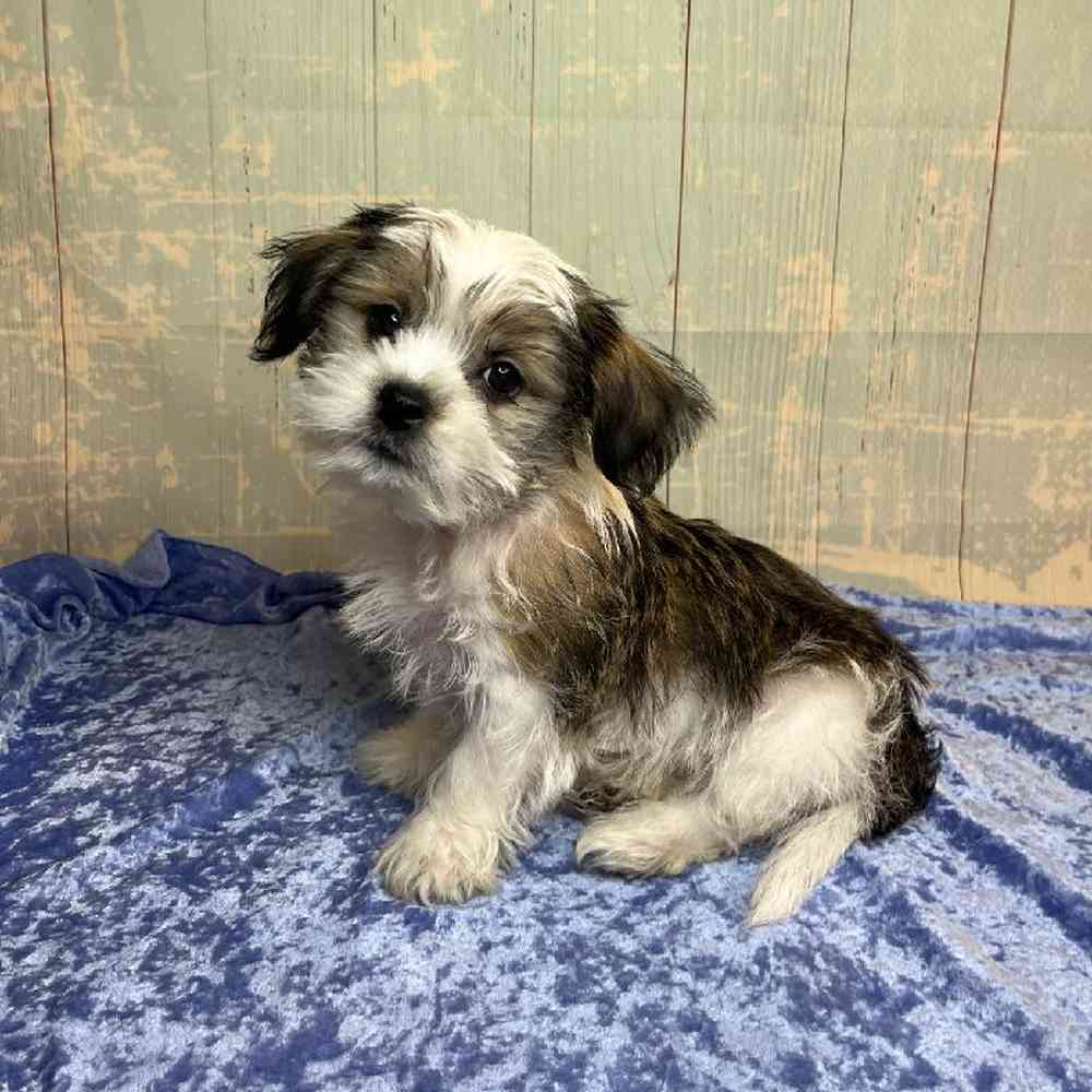 Image of a pet breed in the gallery