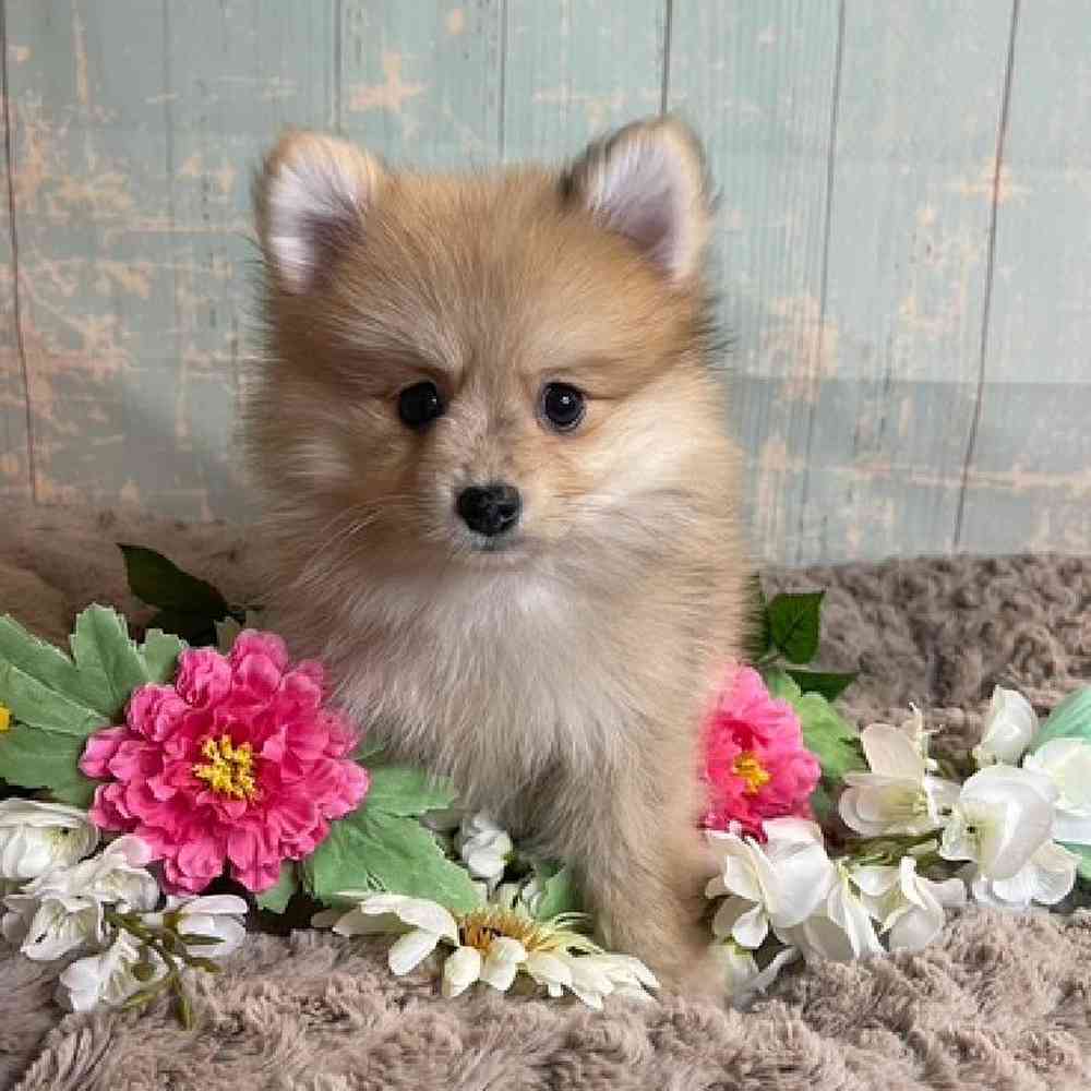 carousel pet images