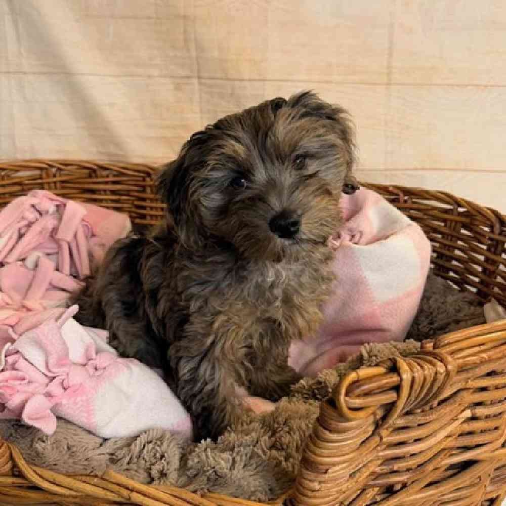 Image of a pet breed in the gallery