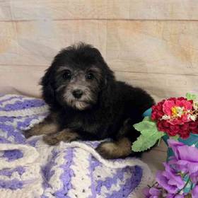 Dachshund/Poodle