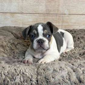 French Bulldog