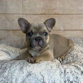 French Bulldog