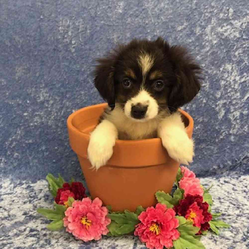 carousel pet images
