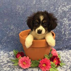 Miniature Australian Shepherd