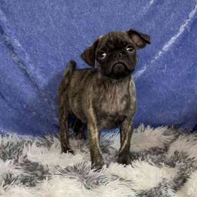 Pug