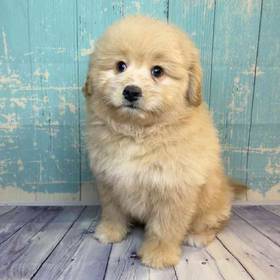 Pomeranian/Poodle
