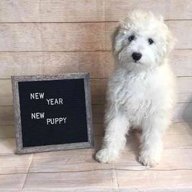 Old English Sheepdog/Poodle