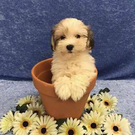 Havanese