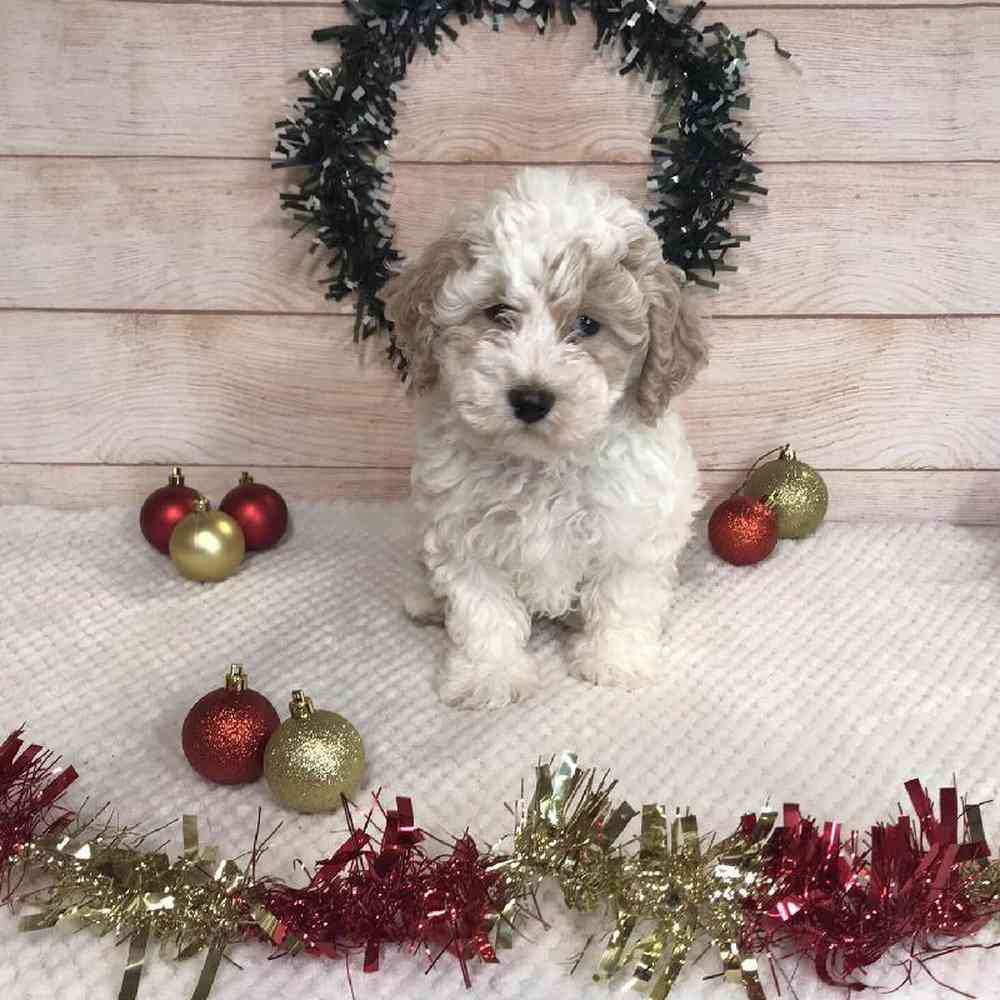 Male Havanese/Poodle Puppy for Sale in OMAHA, NE