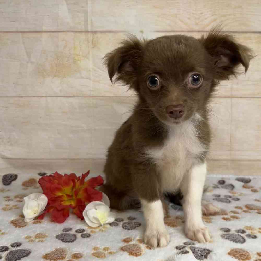 carousel pet images