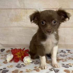 Chihuahua