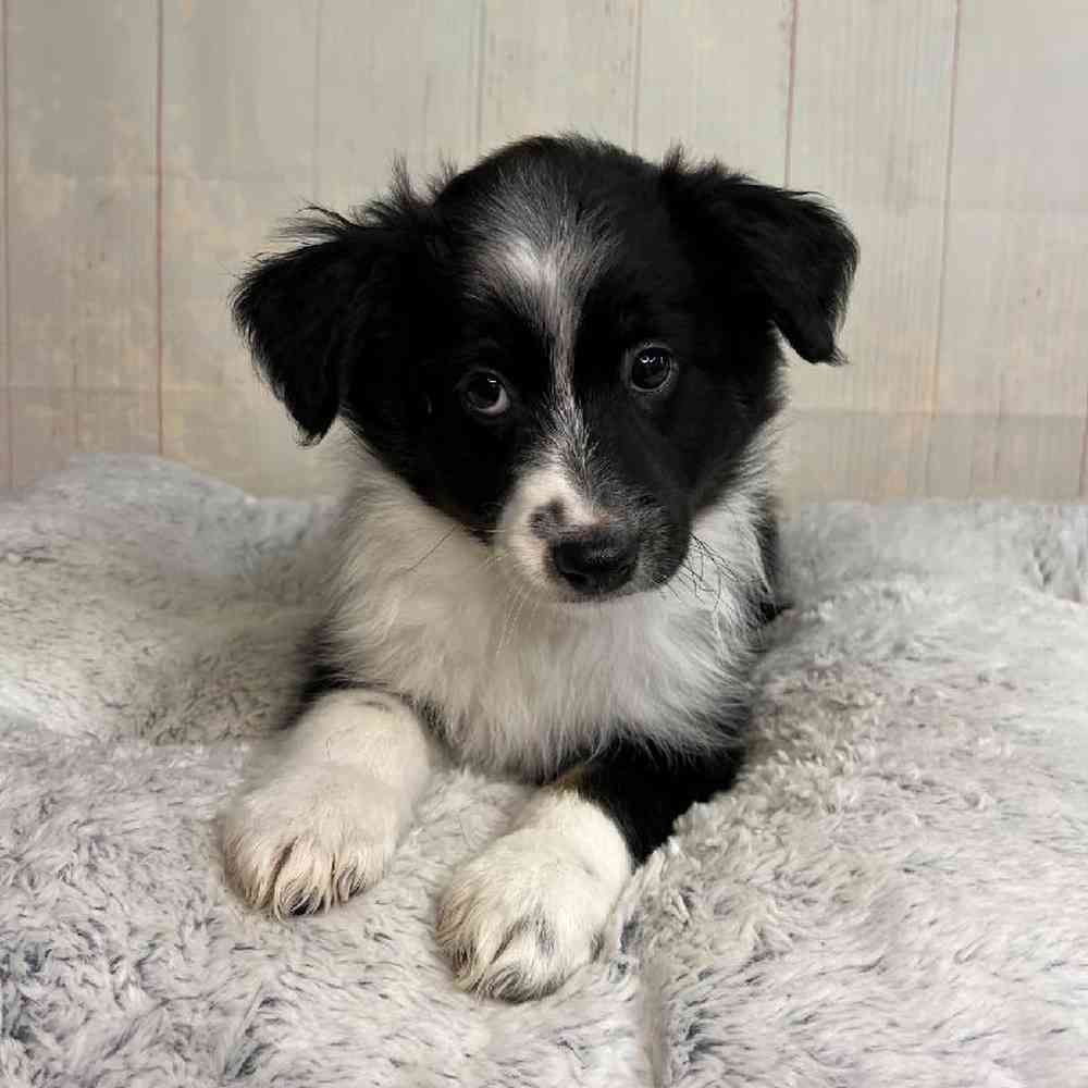 Image of a pet breed in the gallery