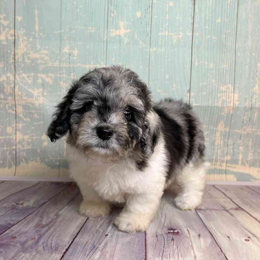 Image of a pet breed in the gallery