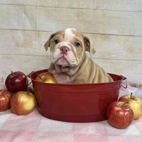 Bulldog