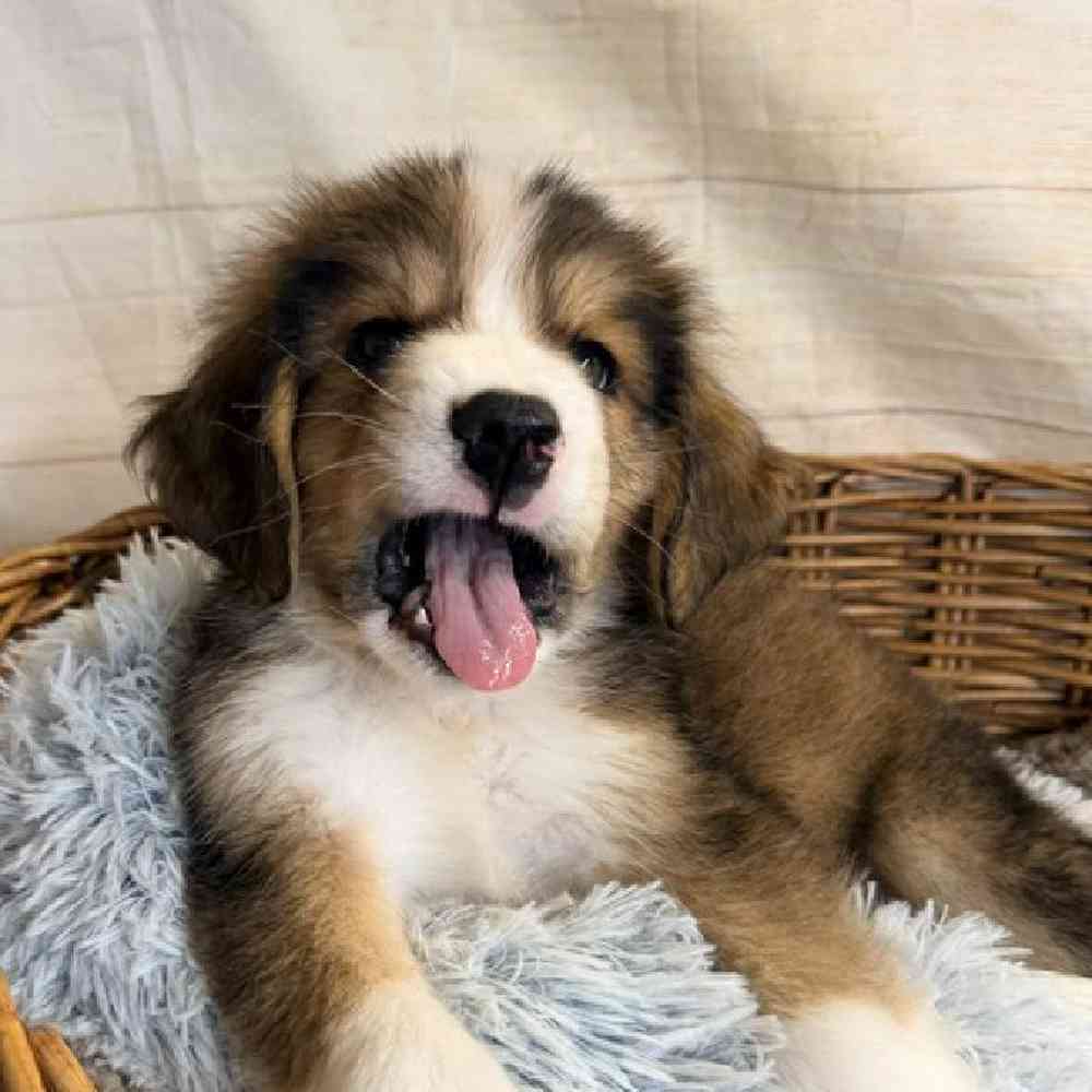 carousel pet images
